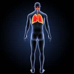 Respiratory system with body posterior view