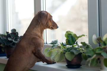 Sad dachshund portrait looking at window