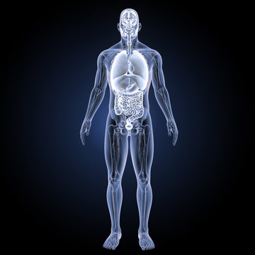 Organs with anatomy anterior view