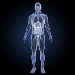 Digestive system with anatomy anterior view