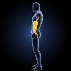 Digestive system with body lateral view