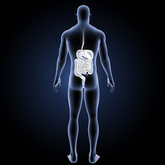 Digestive system with body posterior view