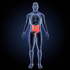 Intestine with organs anterior view
