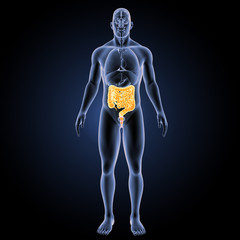Intestine with organs anterior view