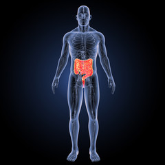 Intestine with circulatory system anterior view