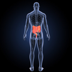 Intestine with circulatory system posterior view.