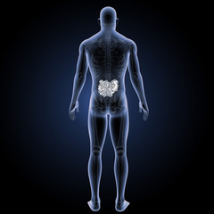Small intestine with skeleton posterior view