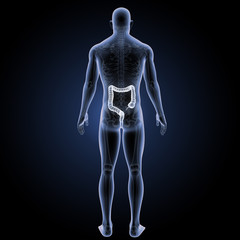 Large intestine with skeleton posterior view