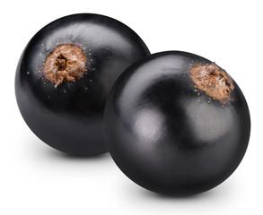 black currant branch