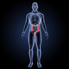 Large intestine with organs anterior view