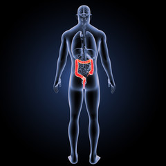 Large intestine with organs posterior view