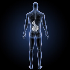 Stomach with small intestine posterior view