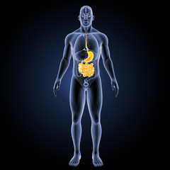 Stomach with small intestine with organs anterior view