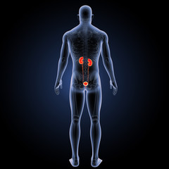 Urinary system with skeleton posterior view