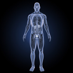 Urinary system with anatomy anterior view