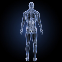 Urinary system with anatomy posterior view