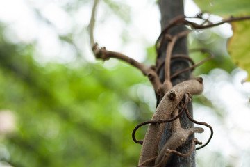 Branch