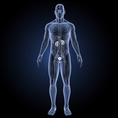 Urinary system with circulatory system anterior view