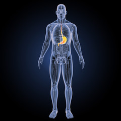 Stomach with anatomy anterior view