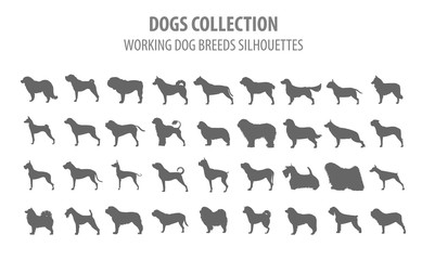 Working (watching) dog breeds collection isolated on white. Flat style