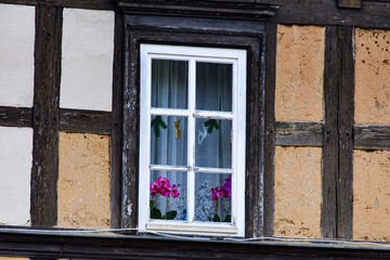 Window with orchids on the window