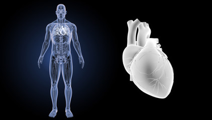 Heart zoom with anatomy anterior view