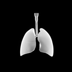 Lungs anterior view
