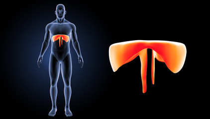 Diaphragm zoom with body anterior view