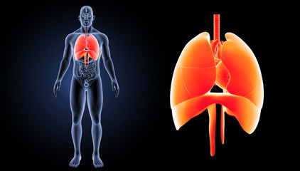 Fototapeta premium Heart lungs with diaphragm zoom with organs anterior view