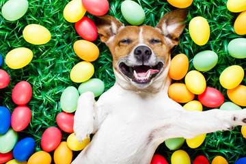 easter bunny dog with eggs selfie