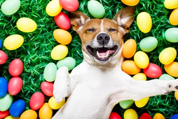 Poster Crazy dog easter bunny dog with eggs selfie