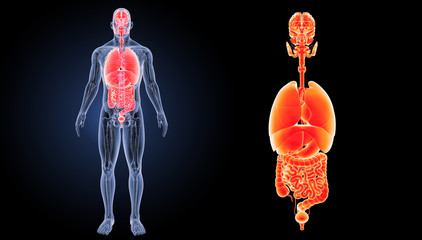 Naklejka premium Organs zoom with anatomy anterior view