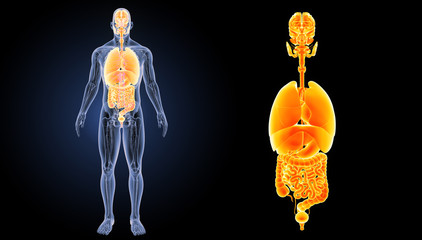 Naklejka premium Organs zoom with anatomy anterior view