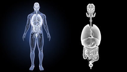 Naklejka premium Organs zoom with anatomy anterior view