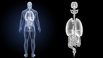Naklejka premium Organs zoom with anatomy posterior view
