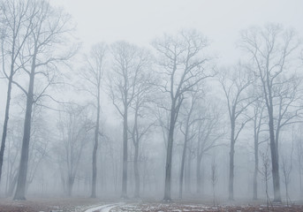 Trees in dark foggy forest landscape