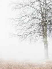 Foggy moody scene with leafless tree