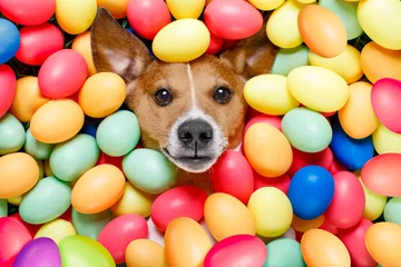 Selbstklebende Fototapete Lustiger Hund easter bunny dog with eggs