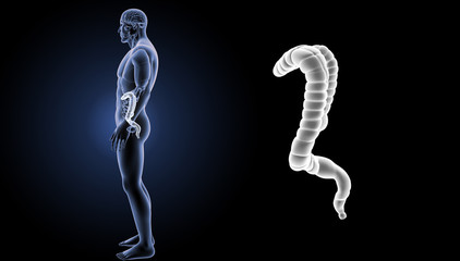 Large intestine zoom with organs lateral view