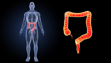 Large intestine zoom with anatomy anterior view