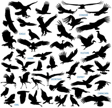 Birds of prey vector silhouettes collection