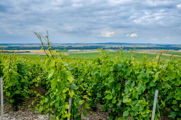 Vineyard landspace with cloudy sky looking from Verzenay towards Rilly-La-Montagne Marne France