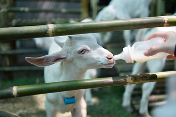 Feeding a goat