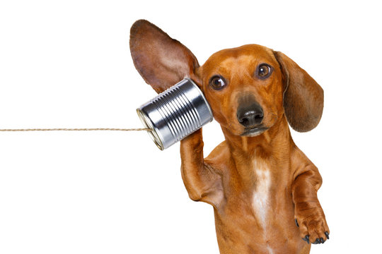 dog on the phone listening carefully