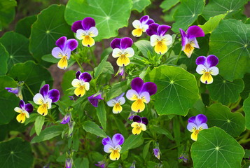 Pansy flower