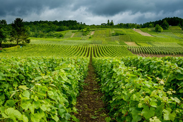 Rows of vines in champagne vineyard Venteuil Epernay Marne France © Chris Mann