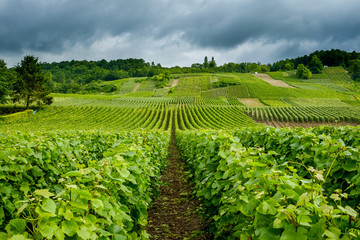 Rows of vines in champagne vineyard Venteuil Epernay Marne France