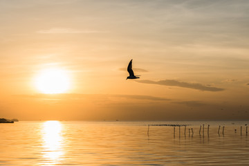Fototapeta na wymiar Seagull fly to the sunrise.