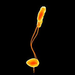 Urinary system lateral view