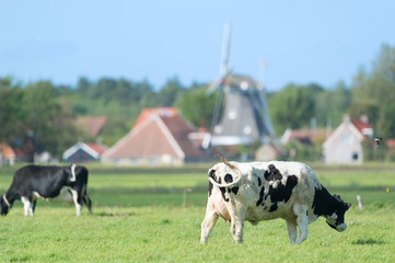 Cows in Dutch landscape in Holland